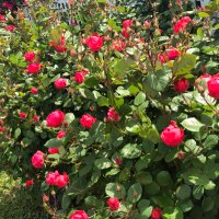 21世紀ルネサンス時代