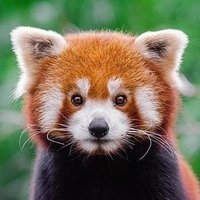 Nature & Animals🌴