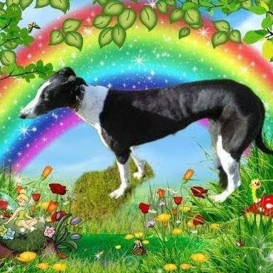 🐾🐾 🌻 Jenny 🌻 🌞🌱🏴󠁧󠁢󠁳󠁣󠁴󠁿🦄🇺🇦