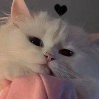 ≽^•⩊•^≼ ♡👾🐧