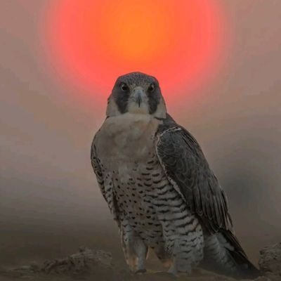 Vairitamil🏌🏻‍♂️