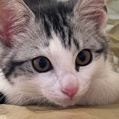 すやすやリオン Peacefully sleeping Leon