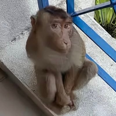 No Longer Baby Monkey