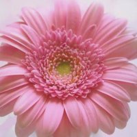 三条の母ちゃん🌸🌿