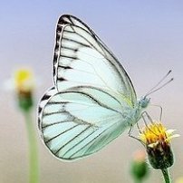 Psychotherapy Commission at ACPE