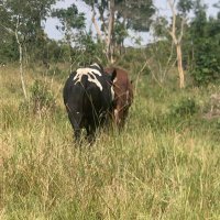 cattle Island 🐄💯