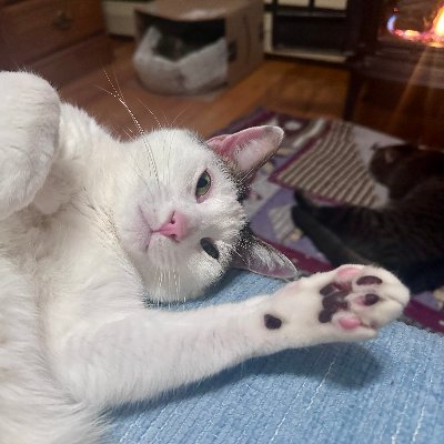 💞 Kitty Haven ⚥ 💞