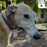 ₚₑᵣᵣᵢₜₒₛ 𝓰ᵣₐₙ ₕₑᵣₘₐₙₒ 🐶ッ ᥫ᭡ ꕤ 🌈⃤