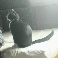 Gatito Mimoso del 53%