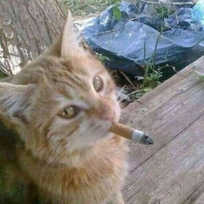 Shivani…⁠ᘛ⁠⁐̤⁠ᕐ⁠ᐷ