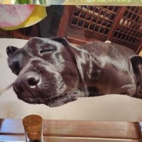 ブラックパール