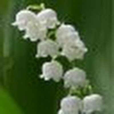 Marjolaine “Palmyre” Bouthillier