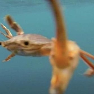 グレッディ_Wiz✨️