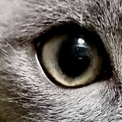 Anna🇵🇱🇪🇺