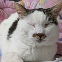 のこちゃん ﾉｺ(ง * ॑˘ ॑* )วﾉｺ🐷🐾໊