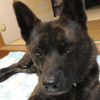 chapico 🐺3/11MM、4/5DPF