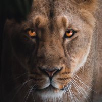 chaos and calm ❌👑