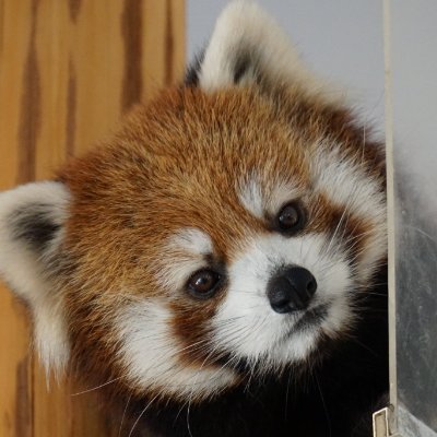 Frozty ( .ˬ. ) 🏒