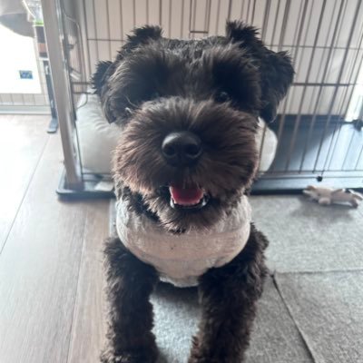 🇯🇵大和太陽🇯🇵