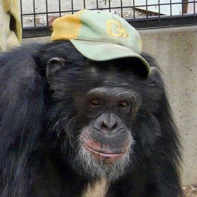 chazaiyanometry 📼