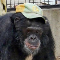 chazaiyanometry 📼