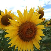 かないち(神奈川1✕区)