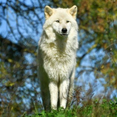 Benoît Bernard Charles JACQUES