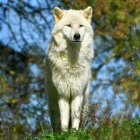 Benoît Bernard Charles JACQUES