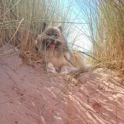 Otto von Heringsdorf