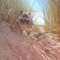 Otto von Heringsdorf