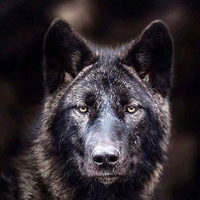 Colleen Paige ποΈπΊπΈ π¨π¦ πΊπ¦π¦(also on Bluesky)