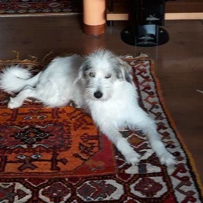 Artemisia2. 🇮🇹 PERSONA PERBENE