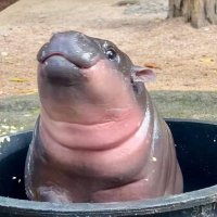 sagita^^ order dm atau wa link dibawah yaa🩷