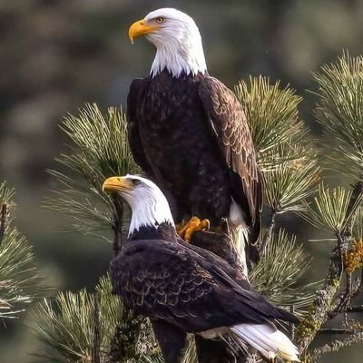 Honour Idris Mohamed