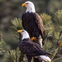 Honour Idris Mohamed