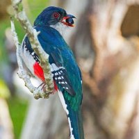 Flora&faunaIJ_director Isla