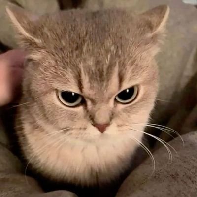 ija pengen cpt sidang