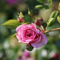 Cheshire Gardens Trust