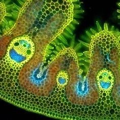 Piet Grasspriet 🌾