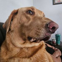 Space Coast resident 🐊🇺🇸