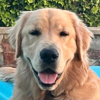 Toby the Fuzzy Bear🐬🌊🐕🐾