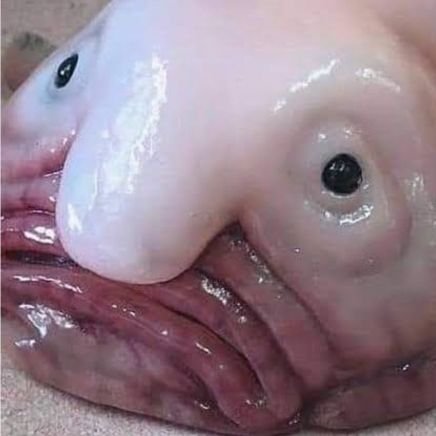 Blob Fish