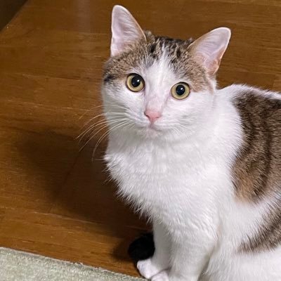 さみしい夜の句会 〈月波与生｜満天の星〉