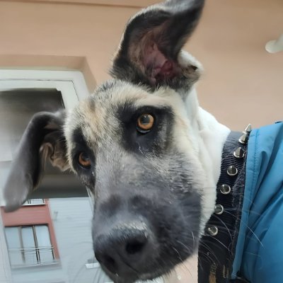 Dog Desk Animal Action