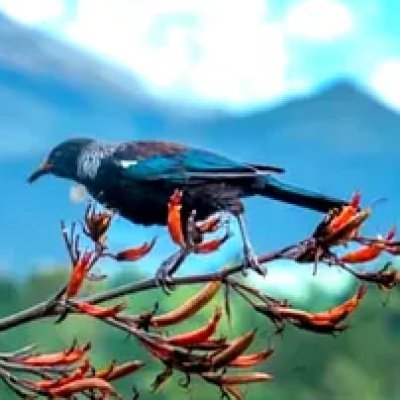 Mountain_Tui