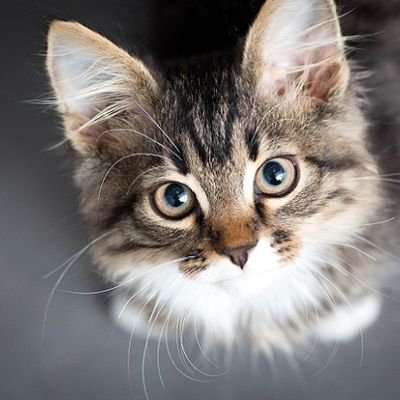 Helene Hargesheimer 🇩🇪 🕊 ✌ 💙