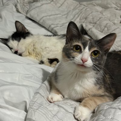 monkey & zoe ❤️ oreo 🌈