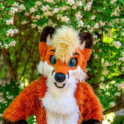 🐾 Flynn 🦊 🔜 LVFC 🐾