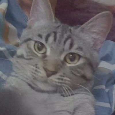 F6omi♡ 75+ ct proofs