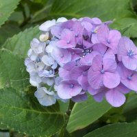 Aco🌈🪽⛸️🌸🍊